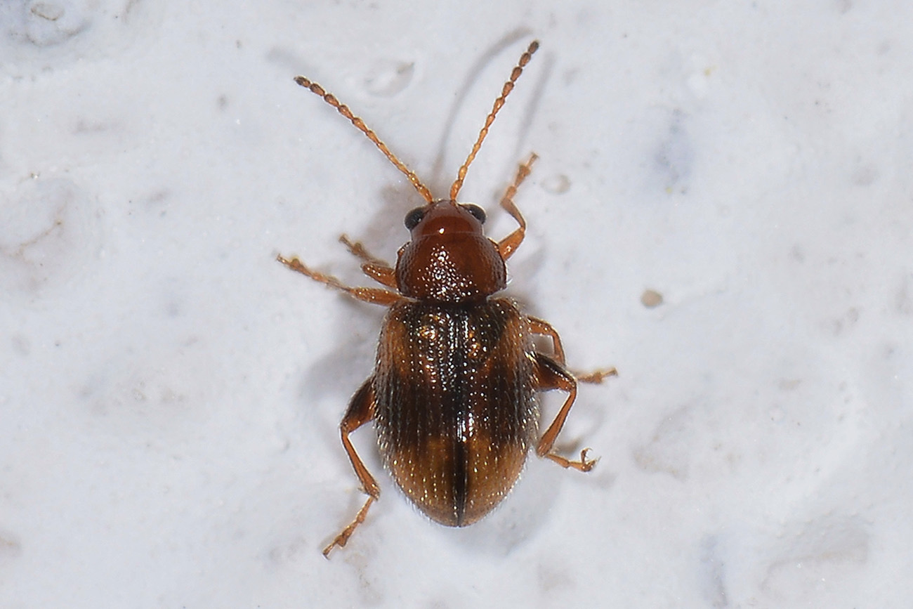 Chrysomelidae: Epitryx sp.? S, E. hirtipennis